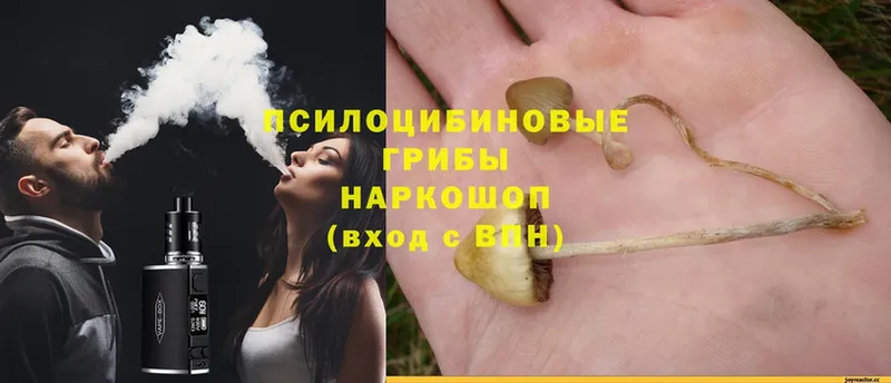 Псилоцибиновые грибы мицелий  Выборг 